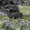 Plants: image 12 Of 208 Thumb